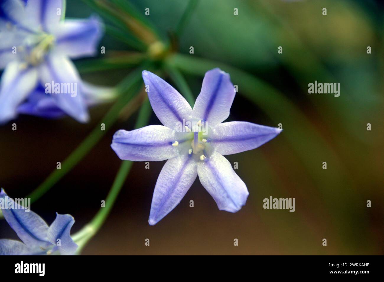 Blau/weiße Triteleia laxa „Foxy“ (Triplett Lily) Sternenblume, die im Alpenhaus im RHS Garden Harlow Carr, Harrogate, Yorkshire, England angebaut wird. Stockfoto