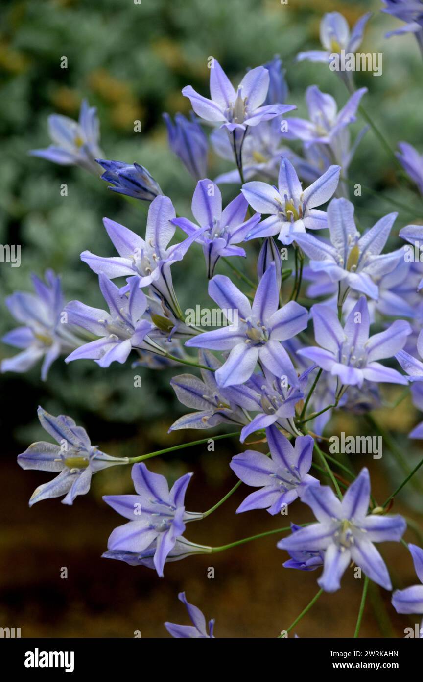 Blau/weiße Triteleia laxa „Foxy“ (Triplett Lily) Sternenblume, die im Alpenhaus im RHS Garden Harlow Carr, Harrogate, Yorkshire, England angebaut wird. Stockfoto