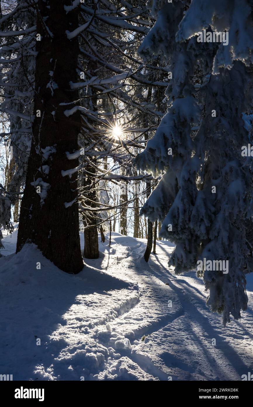 Rayon de soleil à travers les sapins enneigés dans le parc naturel régional de Chartreuse Stockfoto