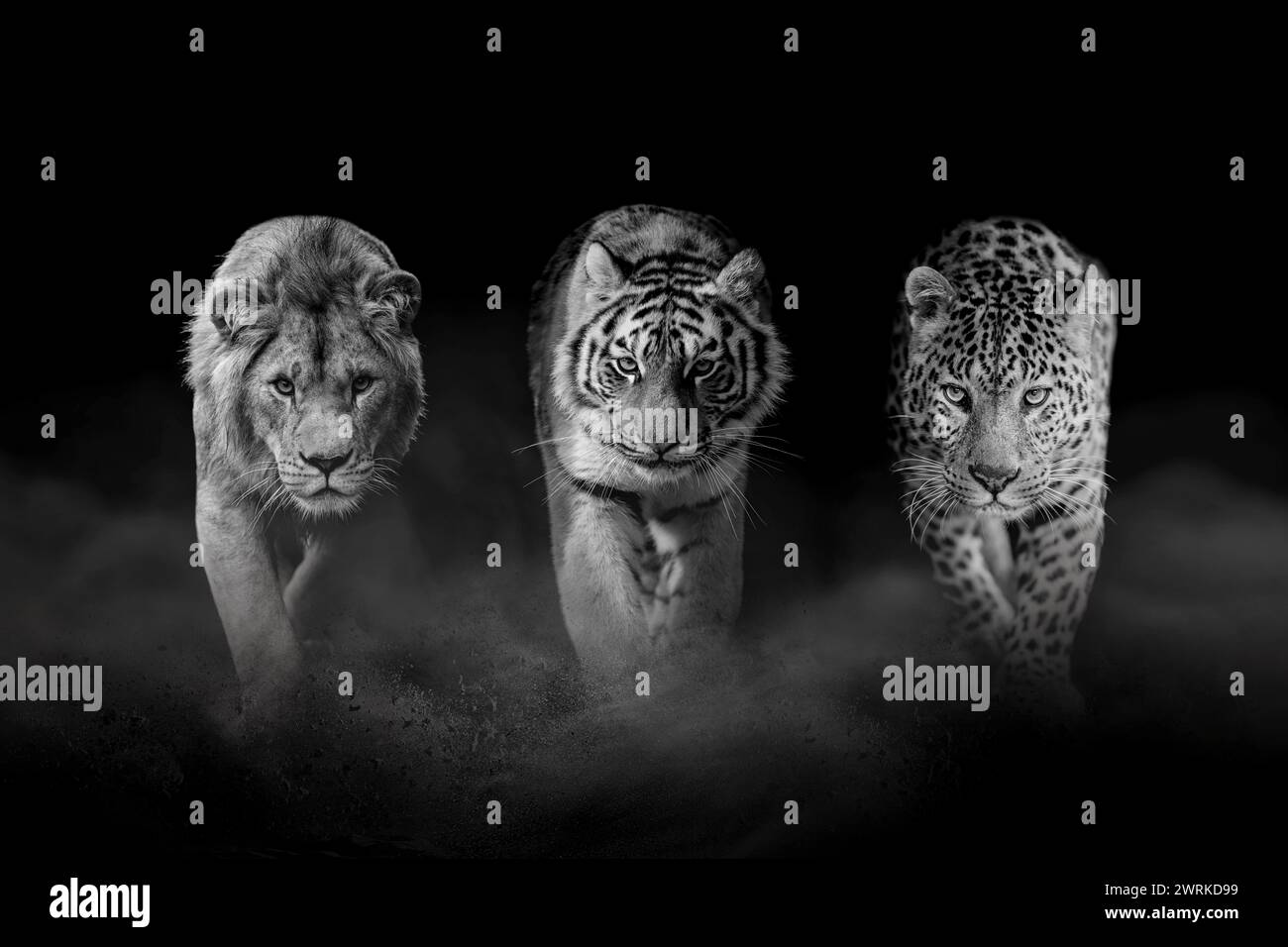 Großkatzen: Löwe, Tiger und Leopard, zusammen auf schwarzem Hintergrund. Schwarz-weiß Stockfoto