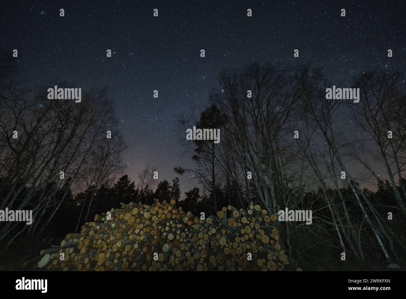 Nachtszene, Bäume im Wald unter dem Sternenhimmel gefällt. Stockfoto