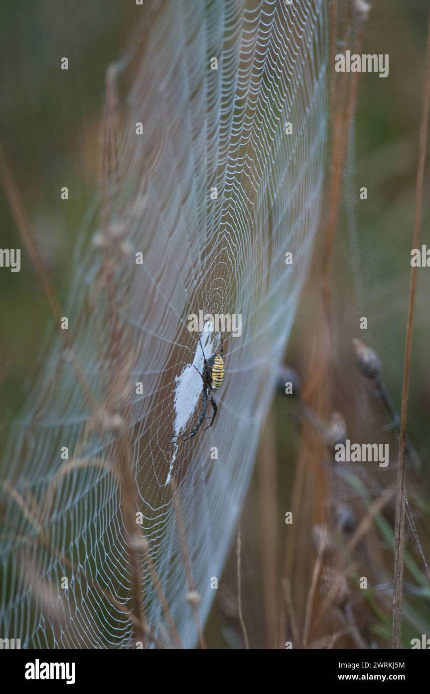 Kreuzspinne auf seinen web Stockfoto