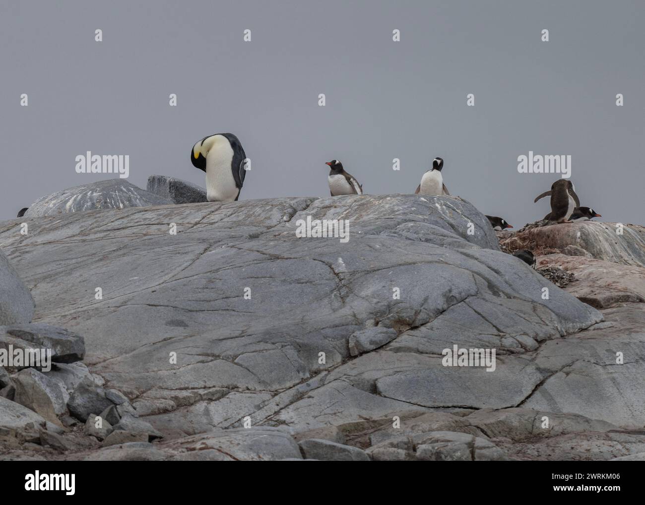 Pinguin Emperor (Aptenodytes forsteri), einsamer Erwachsener in einer Gentoo-Kolonie auf Pleneau Island, Antarktische Halbinsel, Januar 2024 Stockfoto