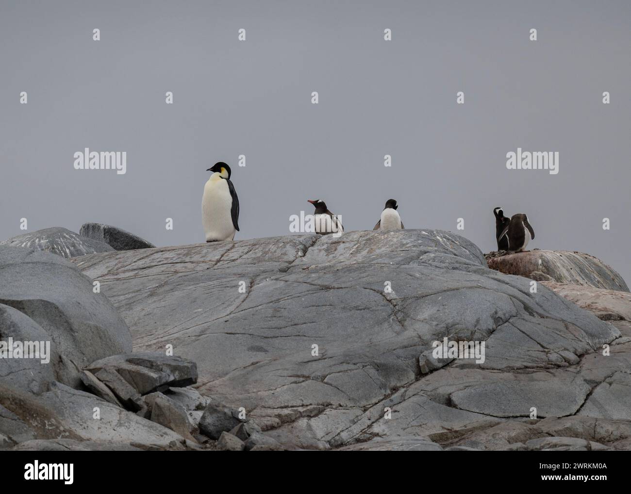 Pinguin Emperor (Aptenodytes forsteri), einsamer Erwachsener in einer Gentoo-Kolonie auf Pleneau Island, Antarktische Halbinsel, Januar 2024 Stockfoto