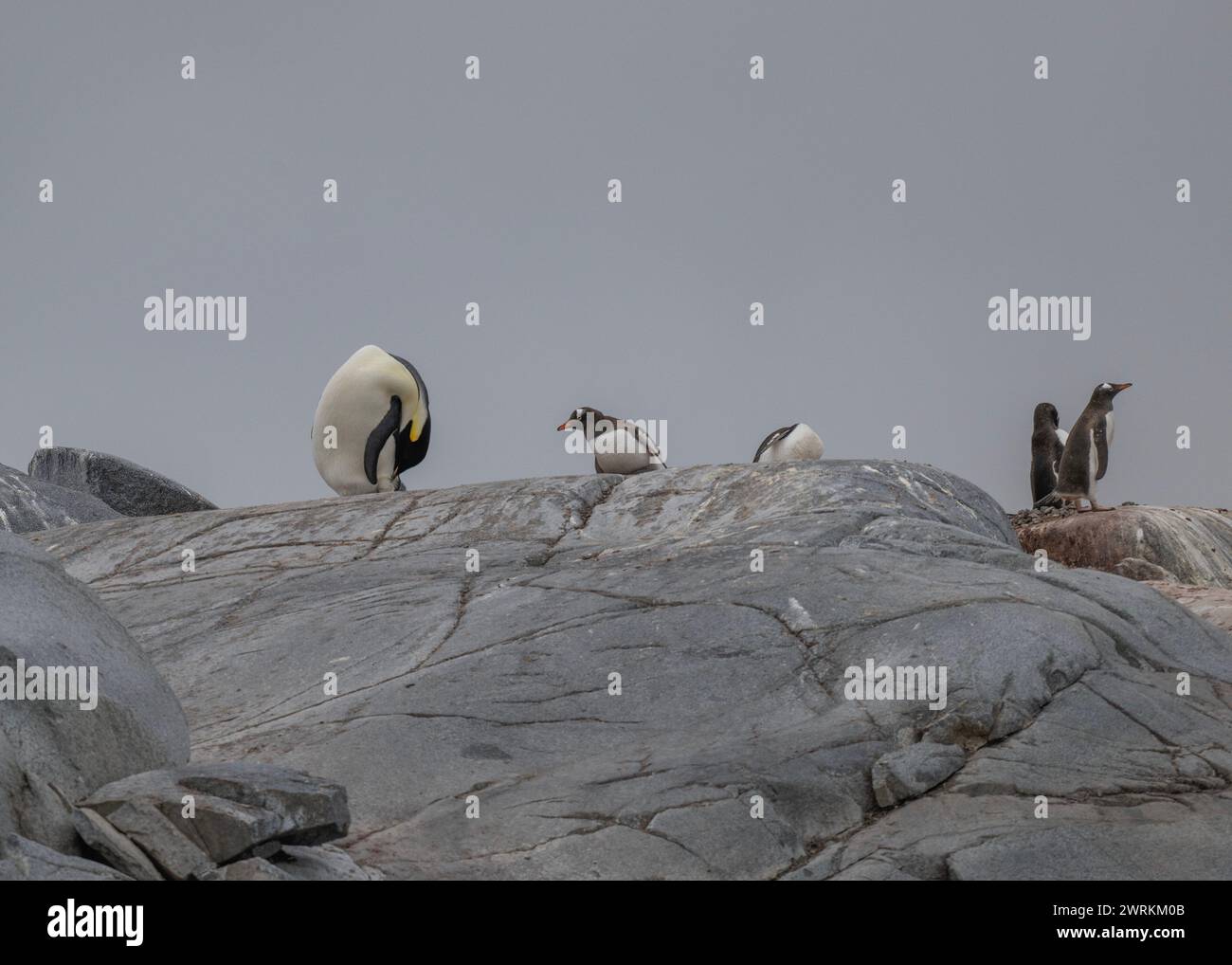 Pinguin Emperor (Aptenodytes forsteri), einsamer Erwachsener in einer Gentoo-Kolonie auf Pleneau Island, Antarktische Halbinsel, Januar 2024 Stockfoto