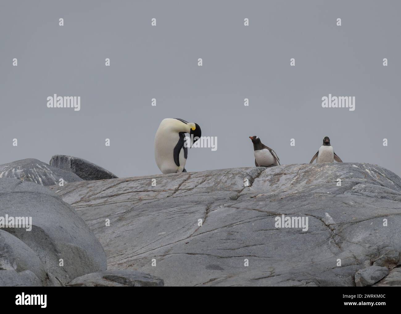 Pinguin Emperor (Aptenodytes forsteri), einsamer Erwachsener in einer Gentoo-Kolonie auf Pleneau Island, Antarktische Halbinsel, Januar 2024 Stockfoto