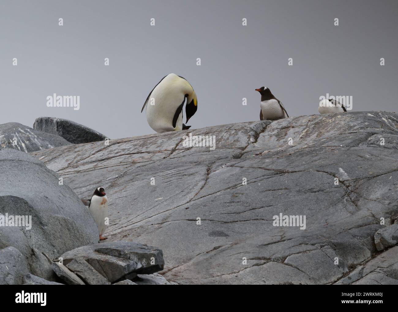 Pinguin Emperor (Aptenodytes forsteri), einsamer Erwachsener in einer Gentoo-Kolonie auf Pleneau Island, Antarktische Halbinsel, Januar 2024 Stockfoto