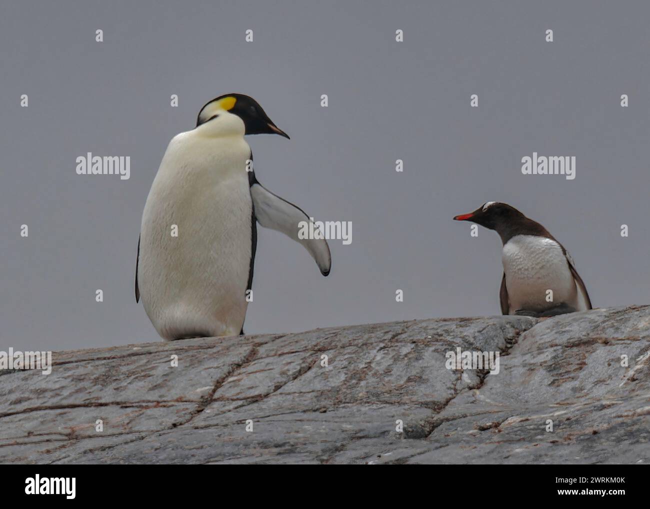 Pinguin Emperor (Aptenodytes forsteri), einsamer Erwachsener in einer Gentoo-Kolonie auf Pleneau Island, Antarktische Halbinsel, Januar 2024 Stockfoto