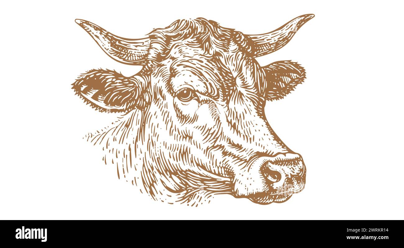 Kuh, Stier, Rindfleisch. Vintage-Retro-Druck, schwarz-weiße Kuh, Stier, Rindfleisch Sketch-Tinte Bleistiftzeichnung, Gravur Old School. Skizzieren Sie Bildmaterial Silhouette Kopf Kuh. Seitenansicht des Rinderbullen. Vektorabbildung Stock Vektor