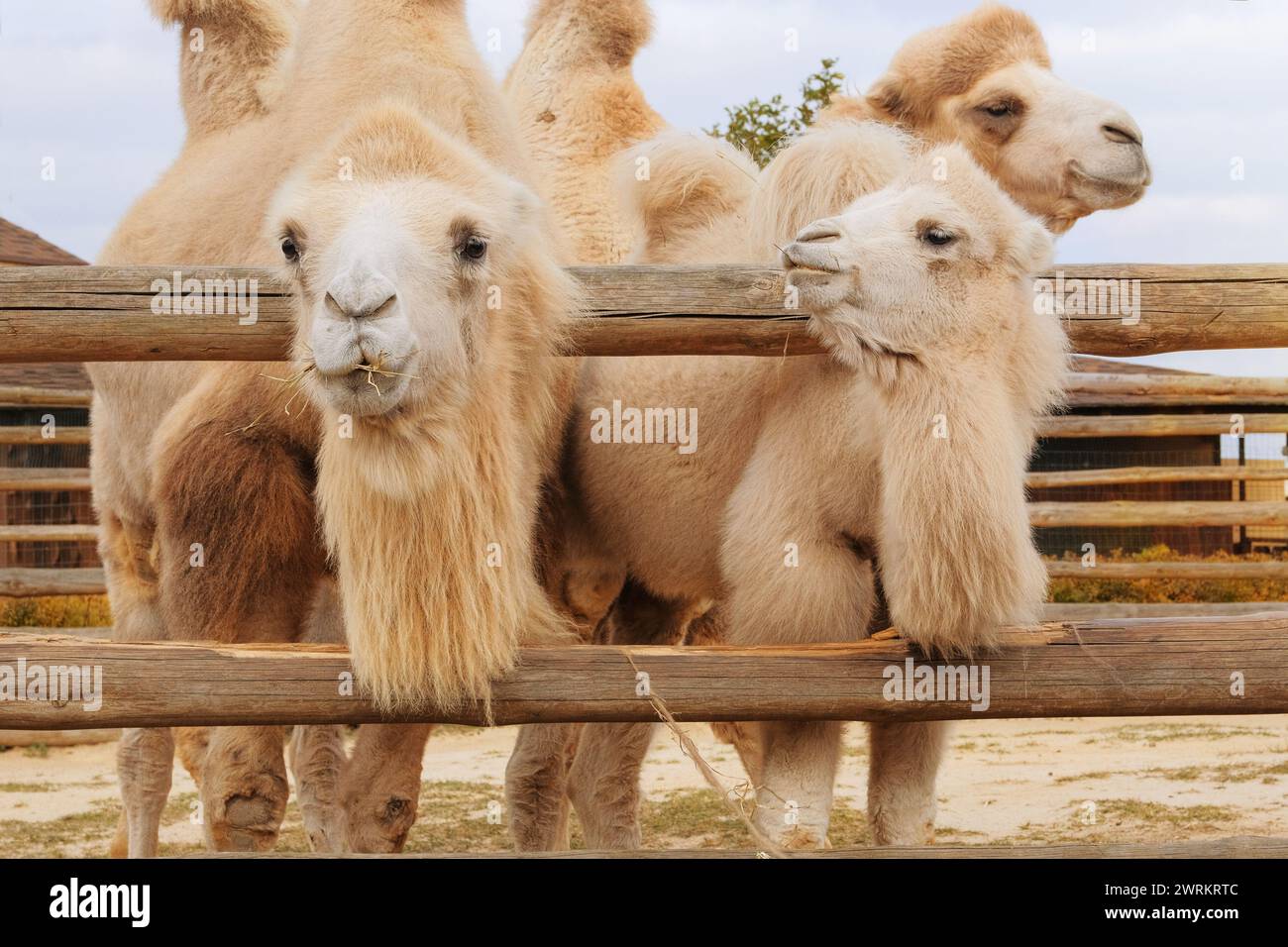 Familie weißer Kamele, die im Zoo Heu essen. Wildtierhaltung in zoologischen Parks. Stockfoto
