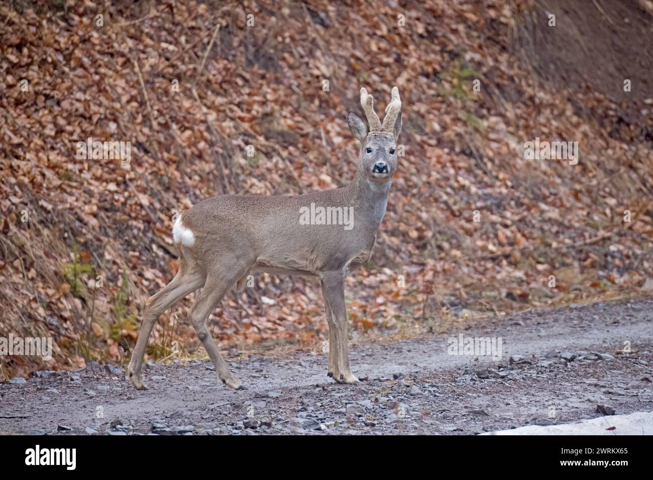 Männliche Rehe in Rumänien Stockfoto