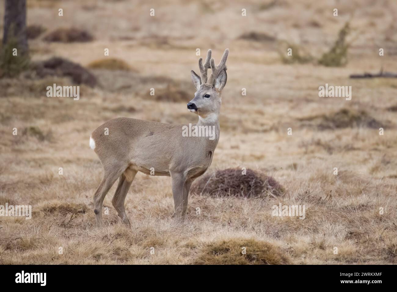 Männliche Rehe in Rumänien Stockfoto