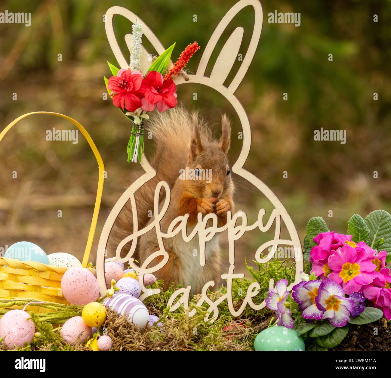 Osterszene mit einem neugierigen schottischen roten Eichhörnchen und osterdekoration Stockfoto