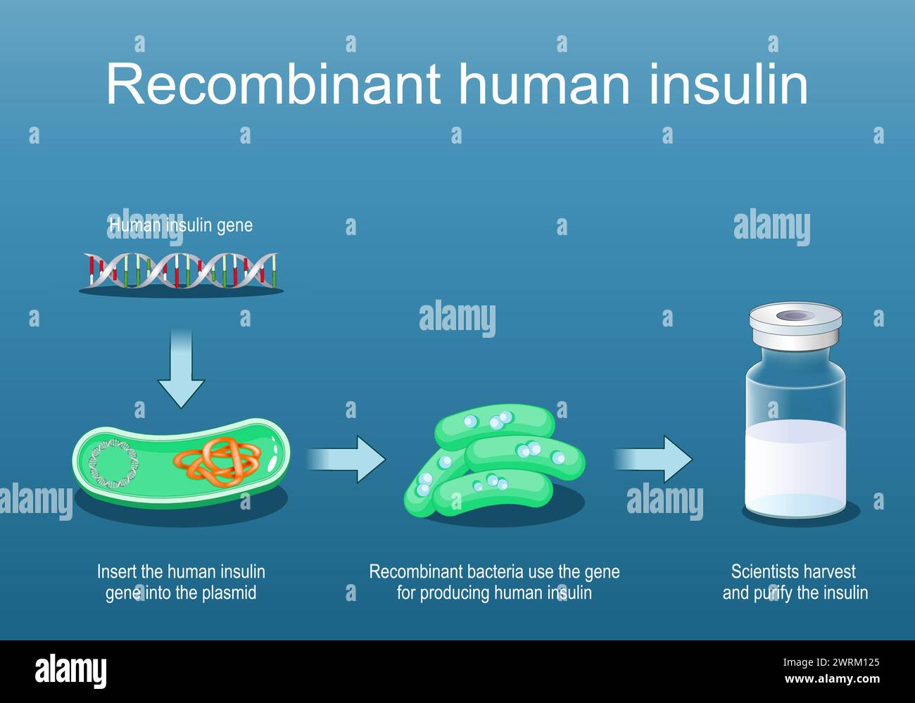 Rekombinantes Humaninsulin. Rekombinante Bakterien verwenden das Gen zur Insulinproduktion. Querschnitt eines Bakteriums mit Plasmid. Durchstechflasche aus Glas mit Insulin. Stock Vektor