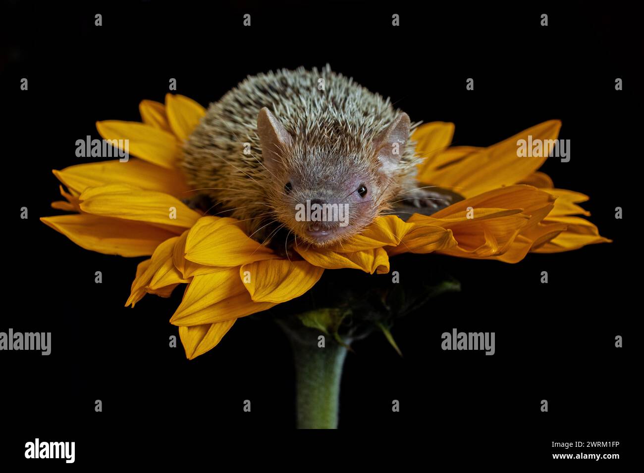 Igel, süß, Arici, Blume, gelb, Sonnenblume, Baby, süß, Stockfoto