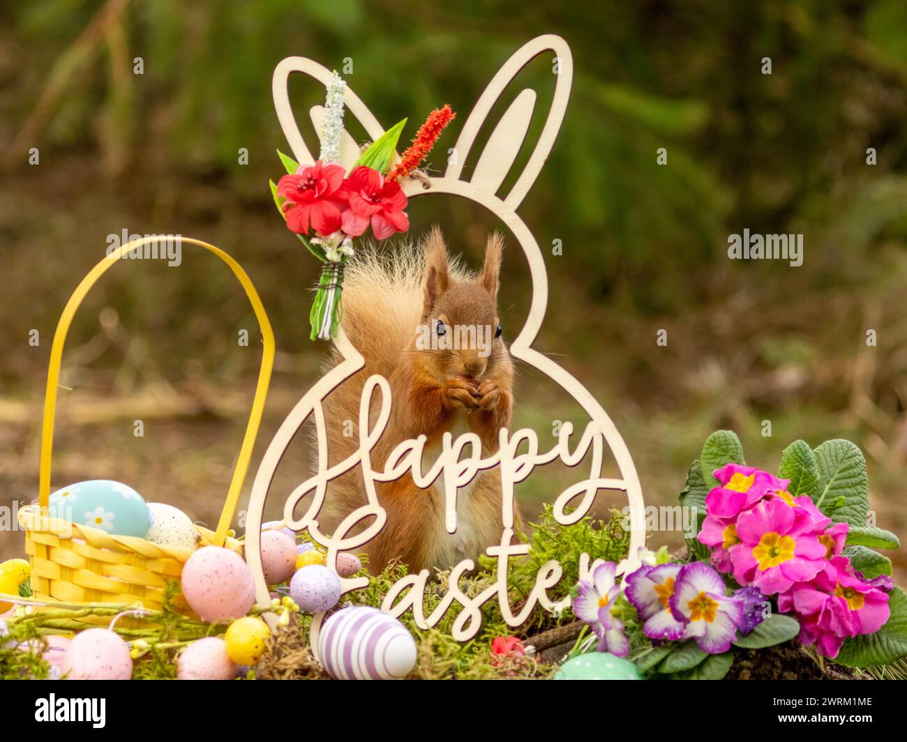 Osterszene mit einem neugierigen schottischen roten Eichhörnchen und osterdekoration Stockfoto