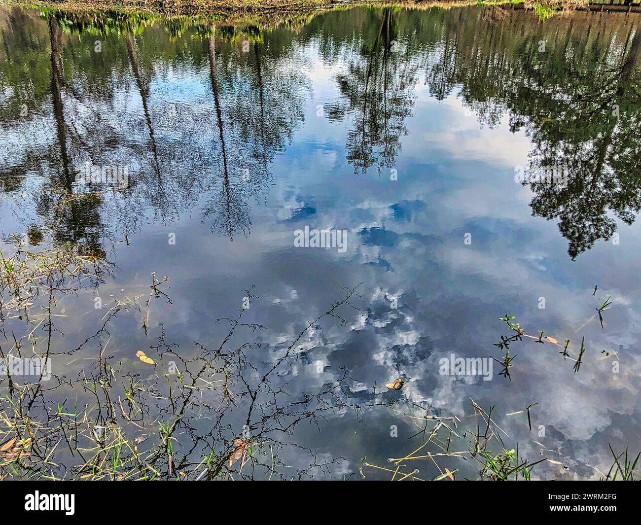 Reflexion Im Teich Stockfoto