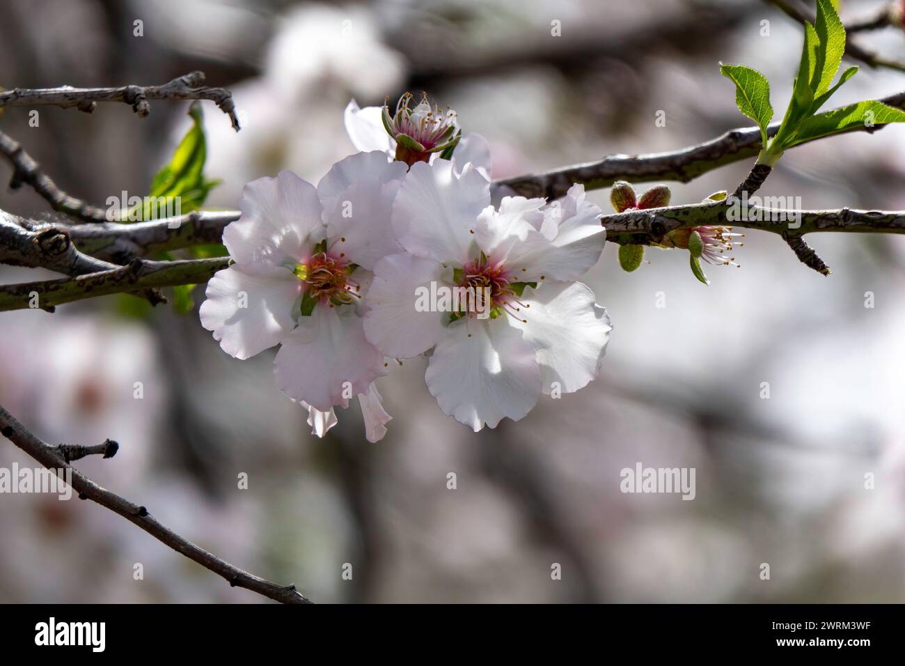 Die Nahaufnahme der exquisiten Schönheit einer Mandelblume in voller Blüte Stockfoto