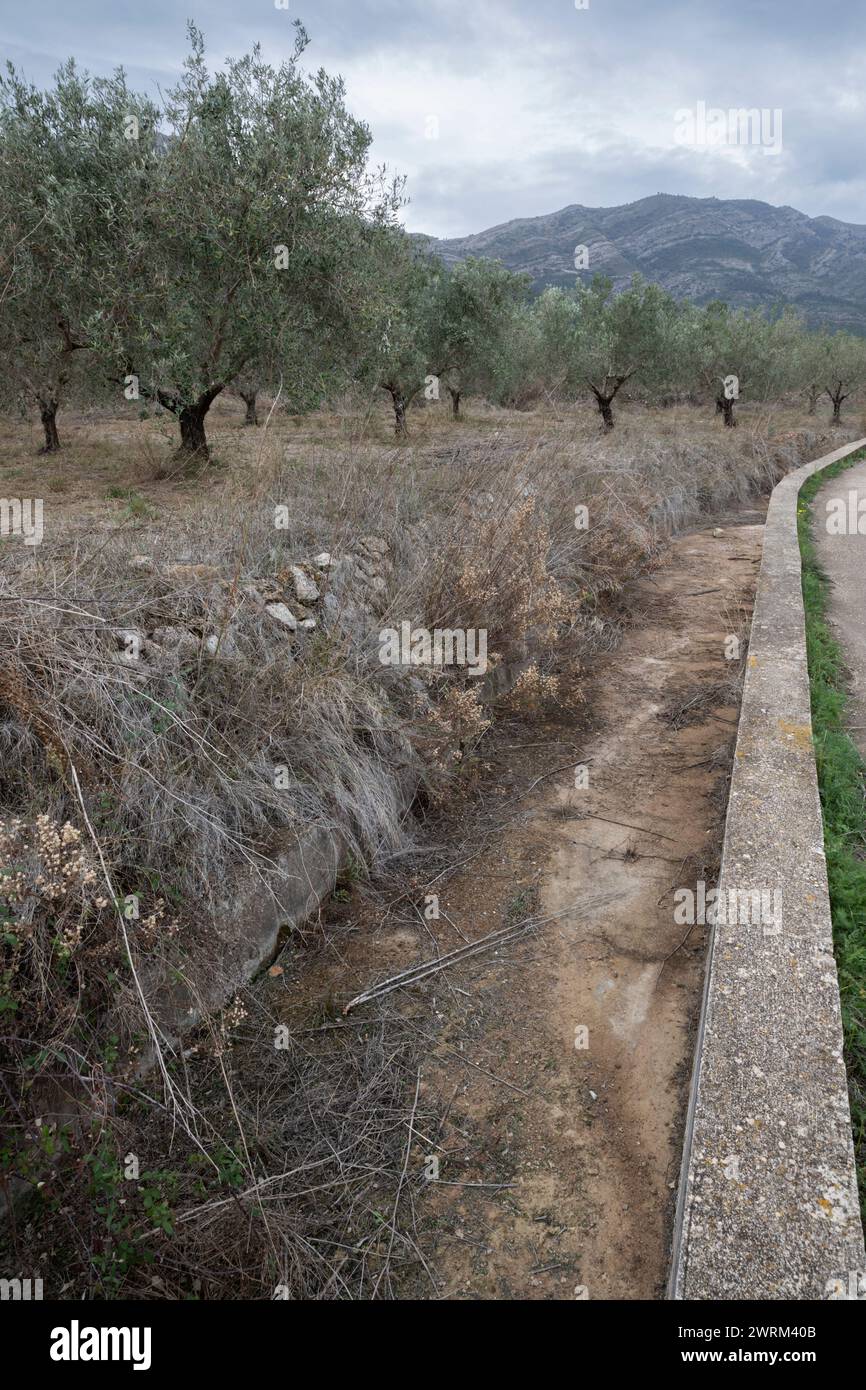 Olivenbäume und ausgetrocknete Bewässerungsrinne in einer trockenen Landschaft, da es mehrere Jahre lang keinen nennenswerten Regen gab Stockfoto