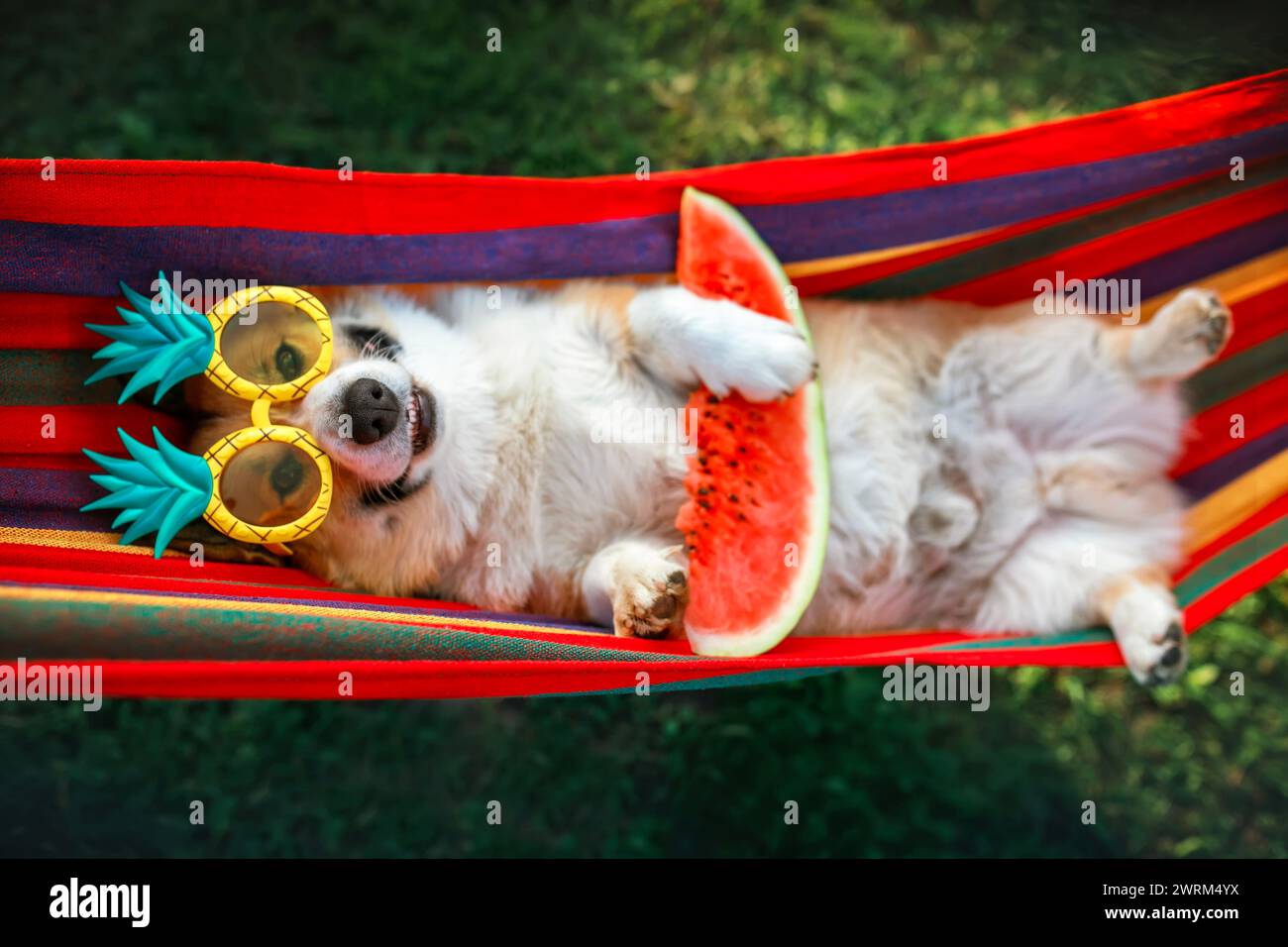 Lustiger Corgi-Hund liegt in einer Hängematte im Sommergarten an der Datscha mit einer Wassermelone an einem sonnigen Tag Stockfoto