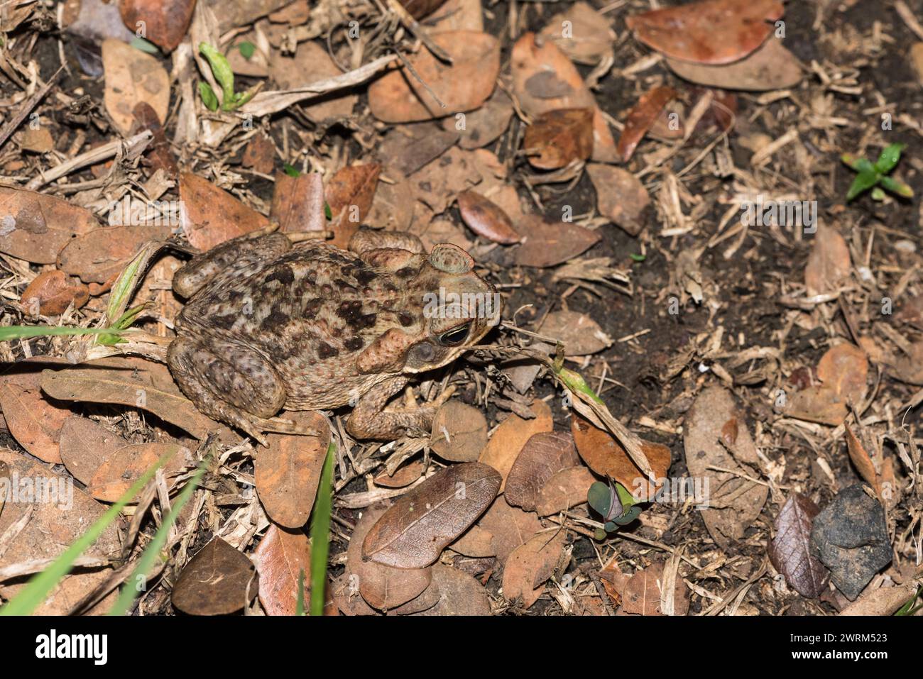 Riesenkröte (Rhinella horribilis) in Rio Blanco, Kolumbien Stockfoto