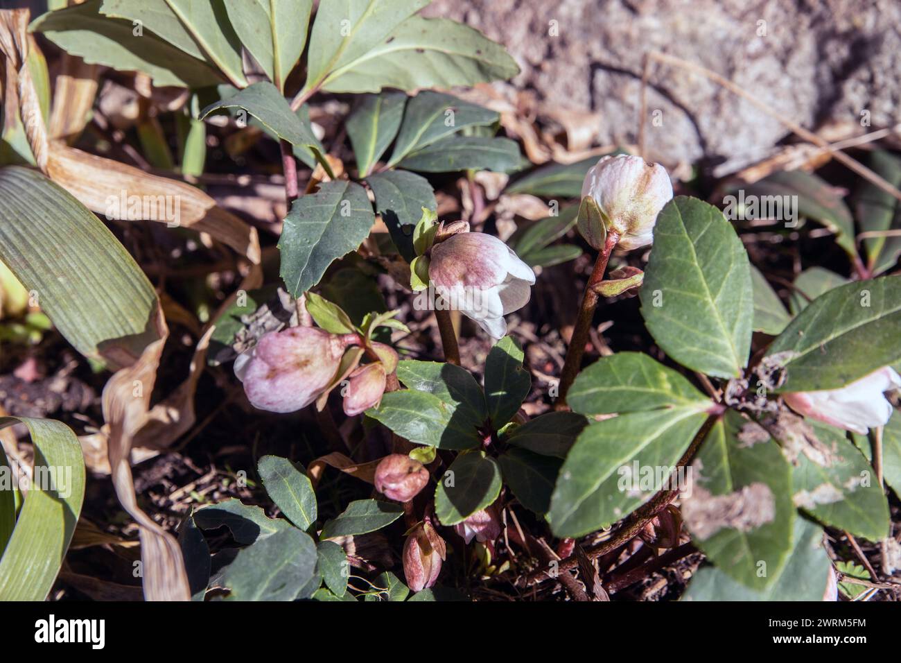 Weihnachtsrosen im Frühjahr 2024 (Helleborus niger) Stockfoto