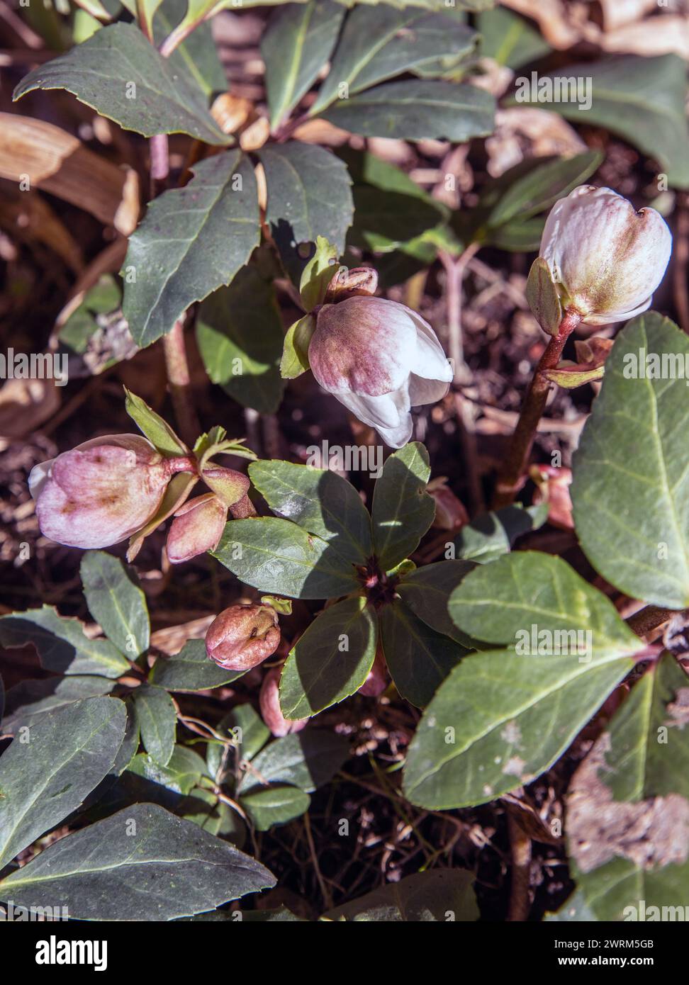 Weihnachtsrosen im Frühjahr 2024 (Helleborus niger) Stockfoto