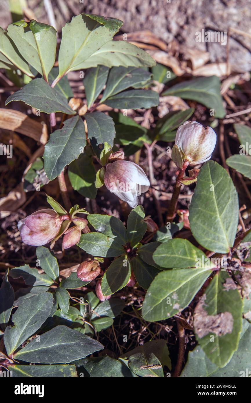Weihnachtsrosen im Frühjahr 2024 (Helleborus niger) Stockfoto