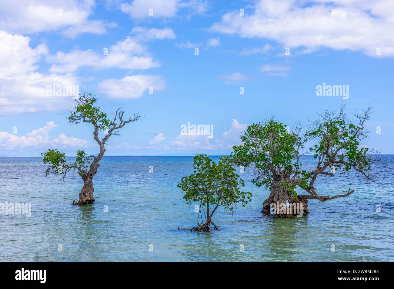 Bäume im Ozean Stockfoto