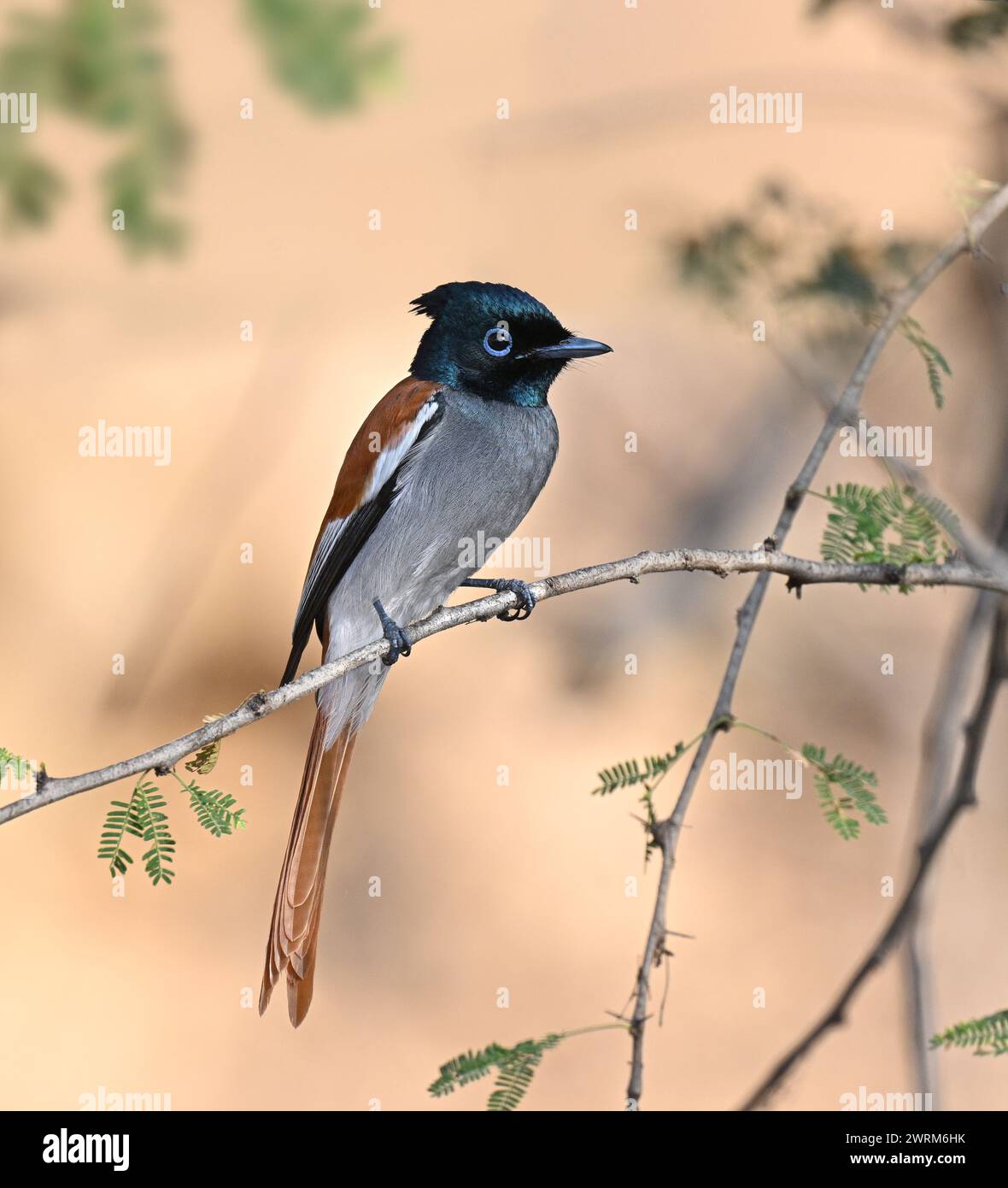 Afrikanische Paradies - Fliegenfänger - Terpsiphone viridis Stockfoto