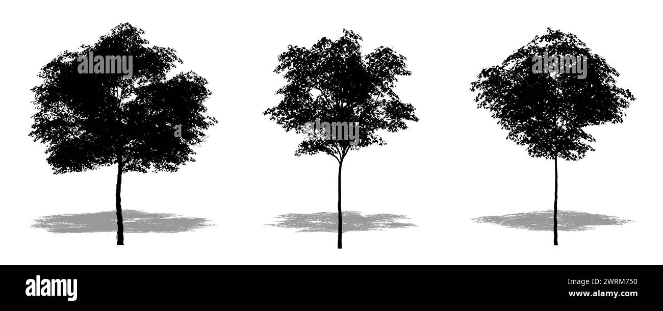 Set oder Sammlung von Konara-Eichen als schwarze Silhouette auf weißem Hintergrund. Konzept- oder konzeptionelle 3D-Illustration für Natur, Planet, Ökologie und Stockfoto