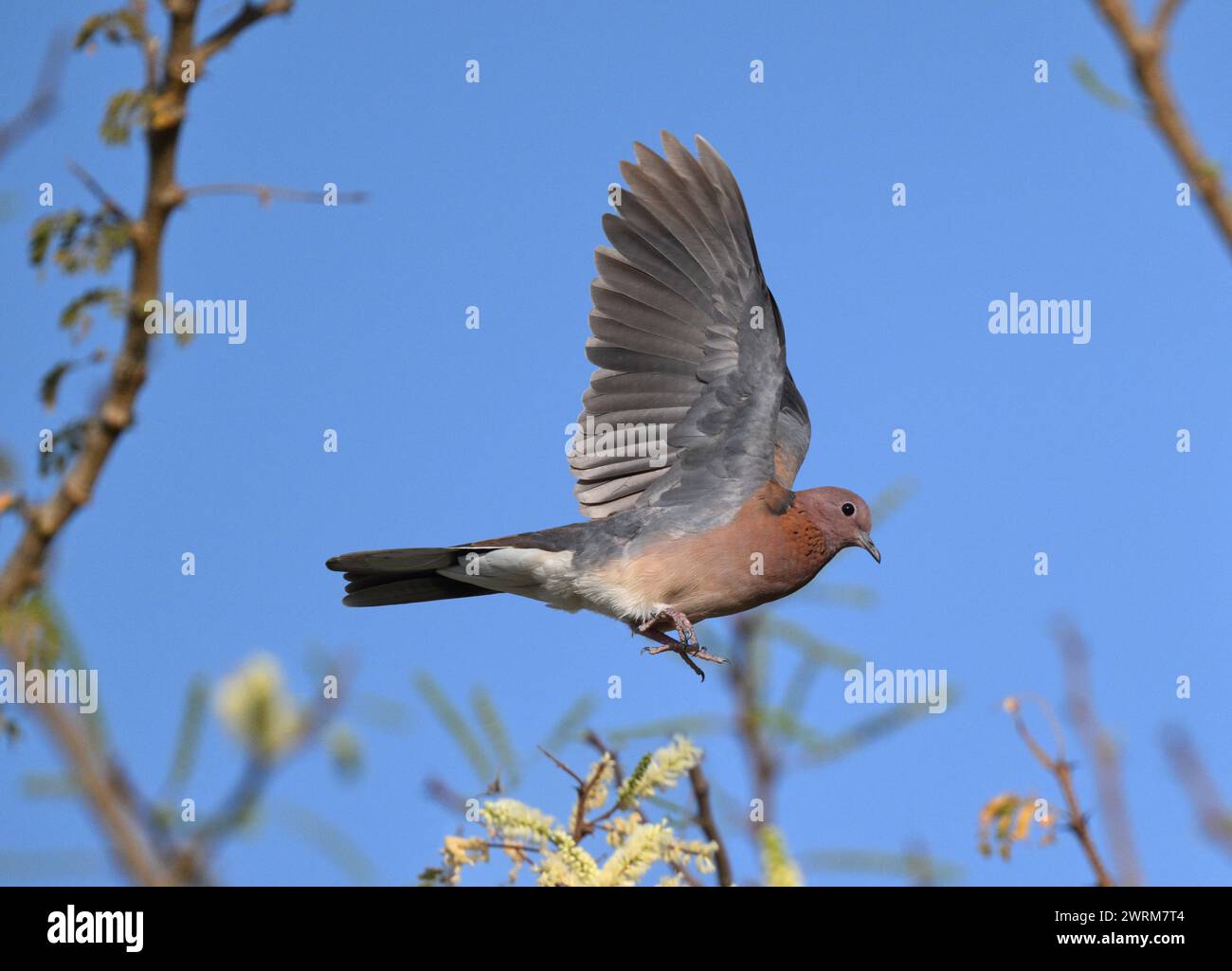 Lachende Taube - Streptopelia senegalensis Stockfoto