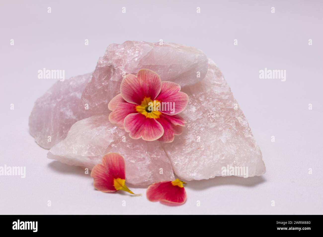 Rose Morn Petunie Blume mit gefallenen Blüten, die Rosenquarzgestein vor einem hellen Hintergrund hochauflösenden Studio-Bild teilen Stockfoto