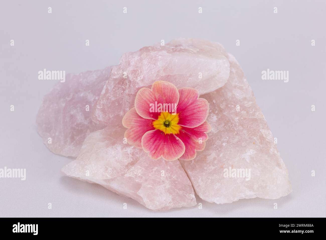 Rose Morn Petunie Blume mit gefallenen Blüten, die Rosenquarzgestein vor einem hellen Hintergrund hochauflösenden Studio-Bild teilen Stockfoto