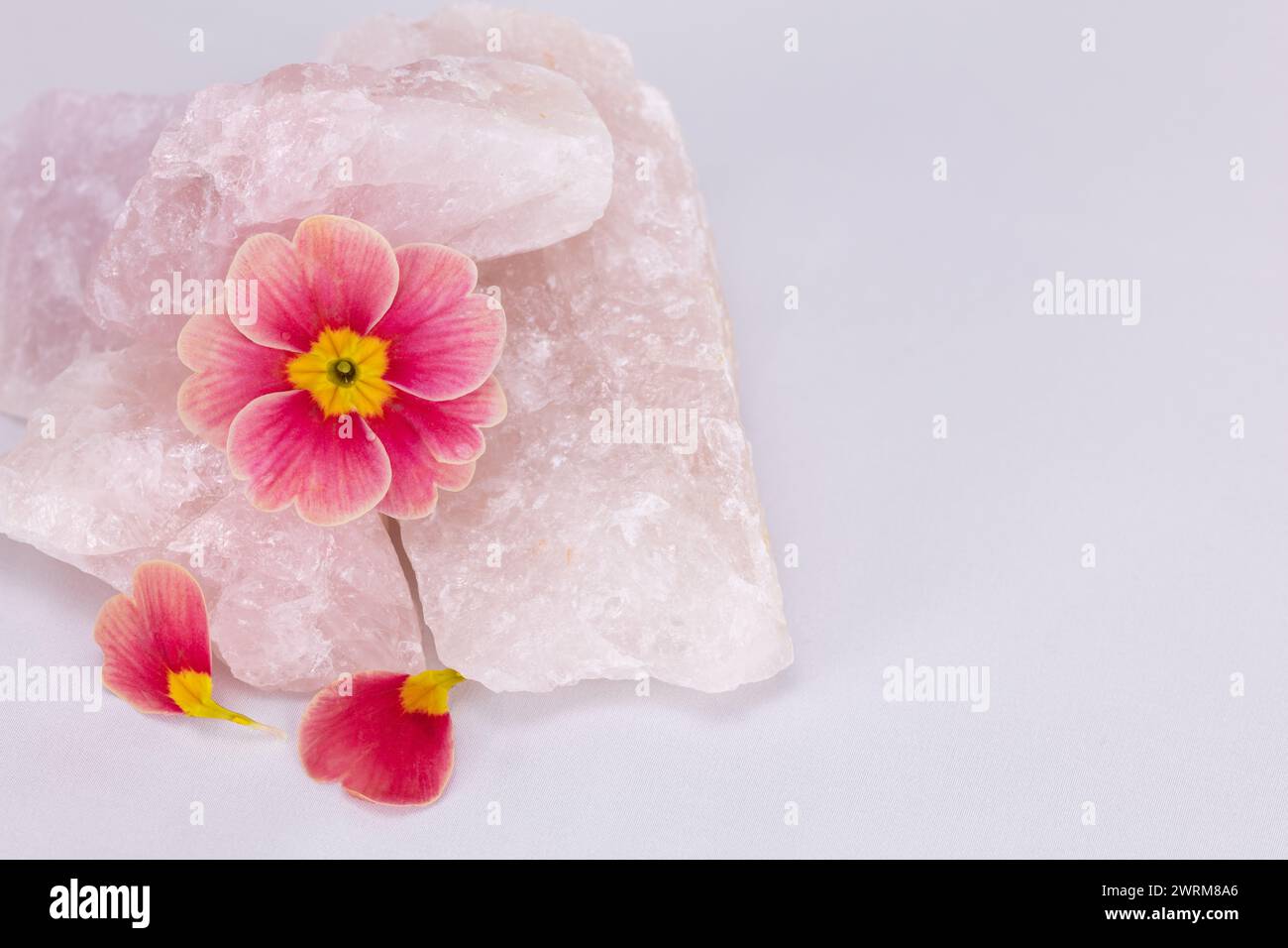 Rose Morn Petunie Blume mit gefallenen Blüten, die Rosenquarzgestein vor einem hellen Hintergrund auflösendes Studio-Bild mit Kopierraum spalten Stockfoto