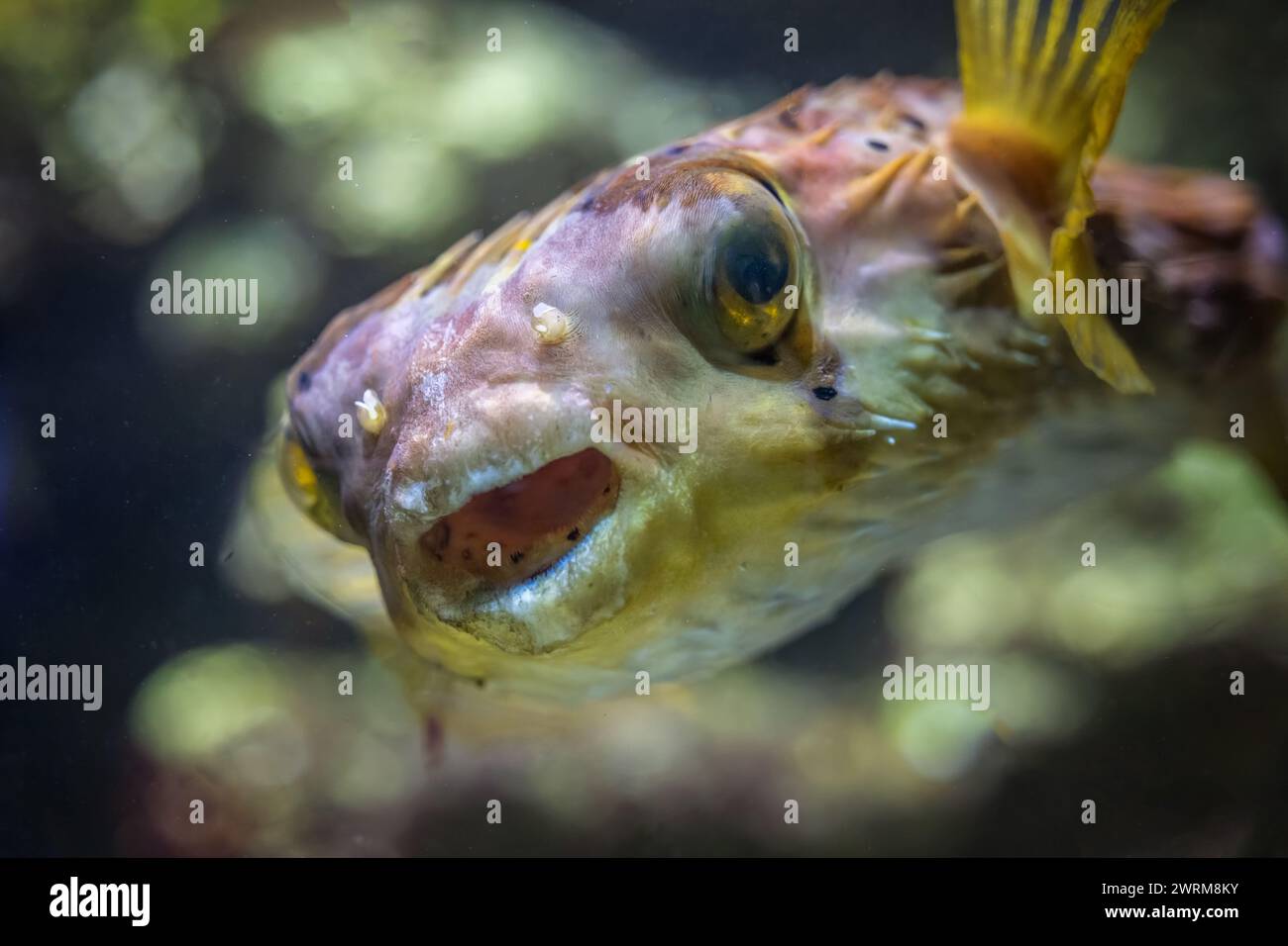 Das Porträt des Langdornstachelschweinfisches (Diodon holocanthus), Meeresfische der Familie Diodontidae. Stockfoto