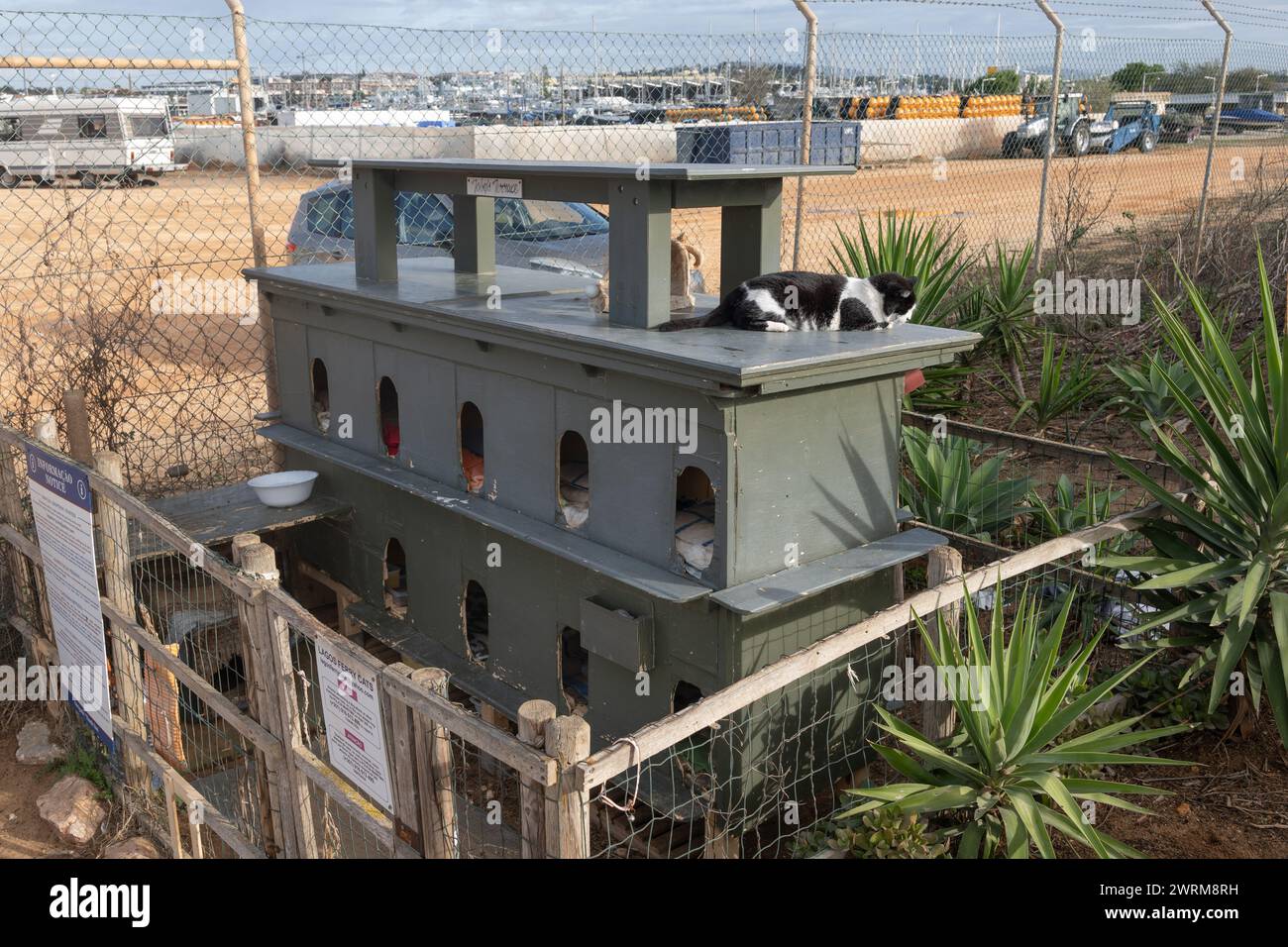 Lagos Ferry Cats, Zwingerheim, Zuflucht für verlassene Katzen in Lagos, Algarve, Portugal. Stockfoto