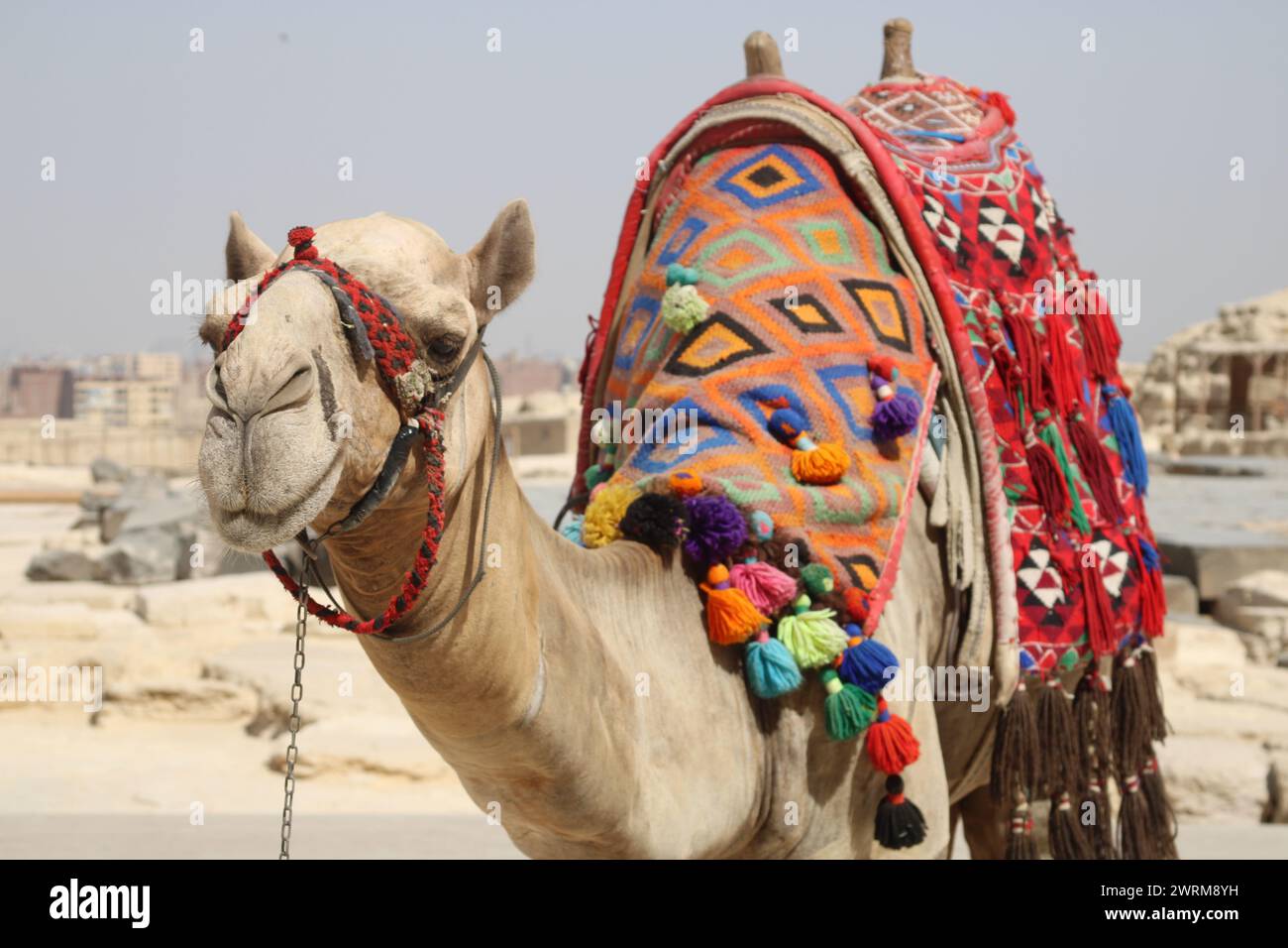 Die Dünen durchqueren, Schritt für Schritt - das einsame Kamel der Sahara. Wie ein Kamel können wir die Wüste zu unserem Zuhause machen und uns von den Sternen leiten lassen Stockfoto
