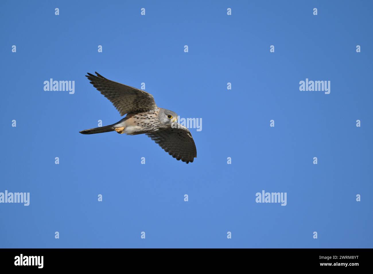 Turmfalken - Falco tinnunculus Stockfoto