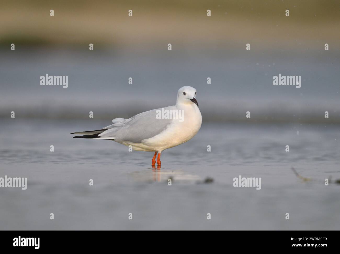 Slender-billed Gull - Larus genei Stockfoto