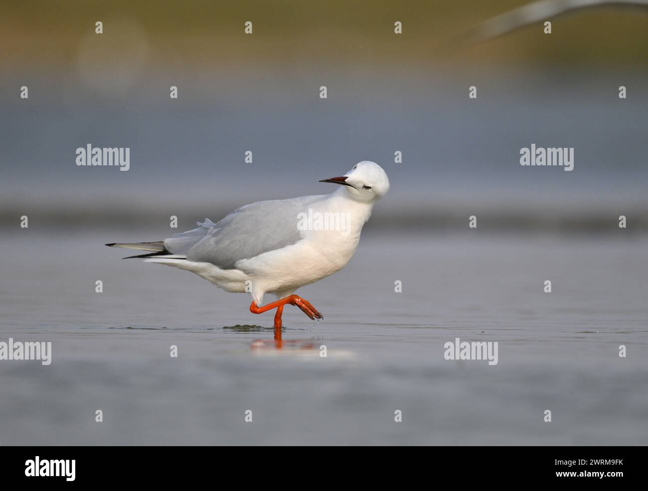 Slender-billed Gull - Larus genei Stockfoto