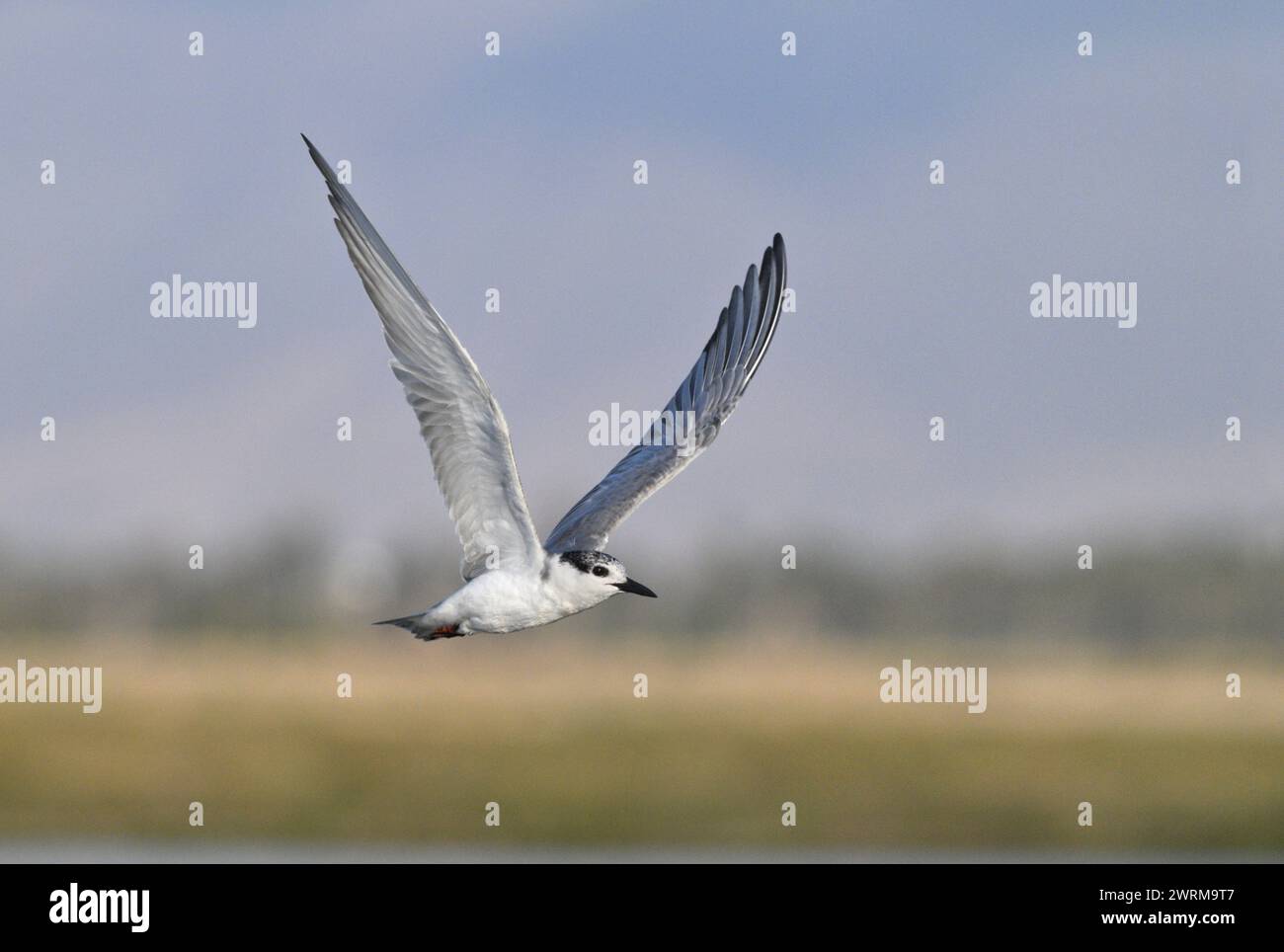 Whiskered Tern - Chlidonias hybridus Stockfoto