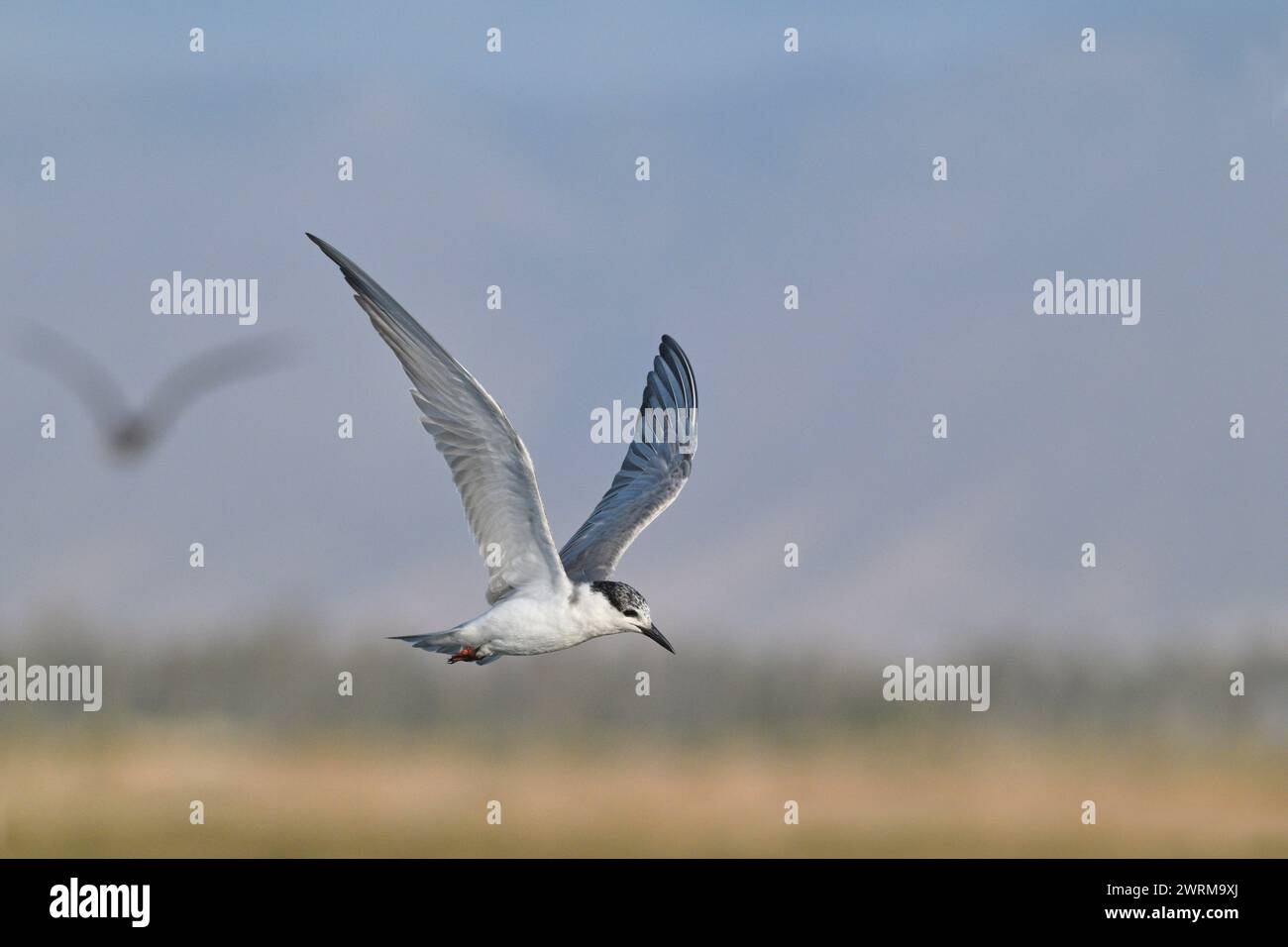 Whiskered Tern - Chlidonias hybridus Stockfoto