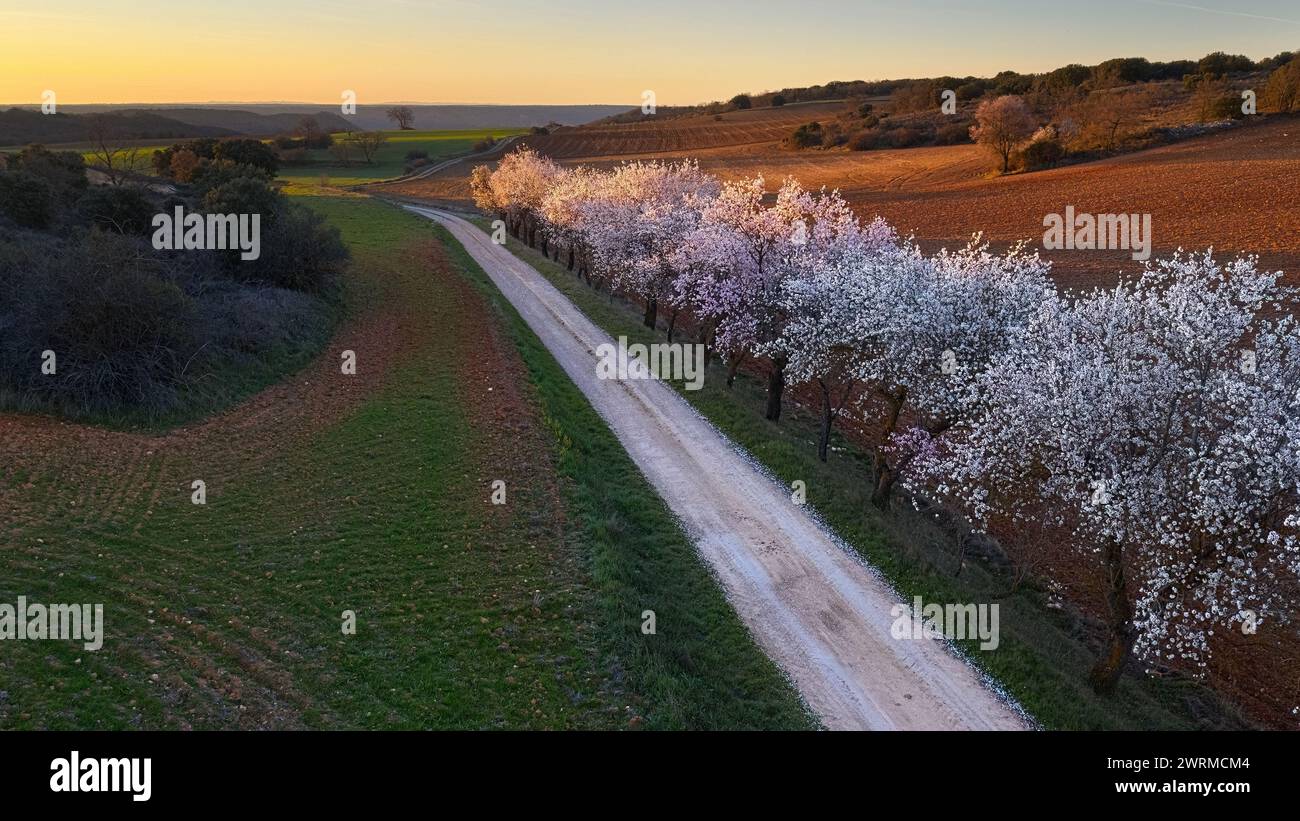 Eine beschauliche Landstraße schlängelt sich durch eine Landschaft mit Baumreihen, die mit weißen und rosafarbenen Blüten geschmückt sind, während die untergehende Sonne ein warmes Leuchten ausstrahlt. Stockfoto