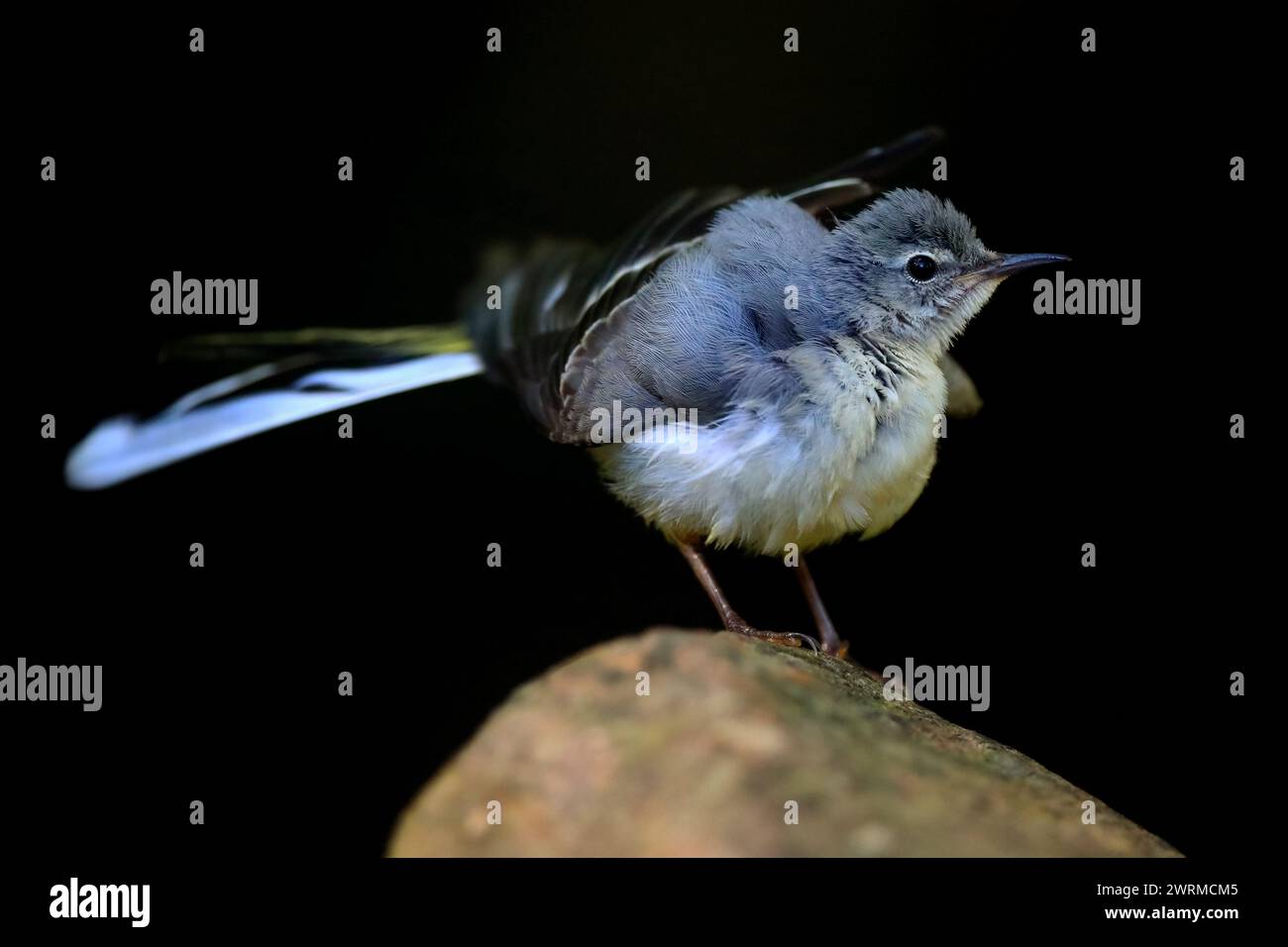 Ein männlicher Rattenbachstelz, der sein charakteristisches Gefieder zeigt, während er aufmerksam auf einem Felsen vor dunklem Hintergrund thront. Stockfoto