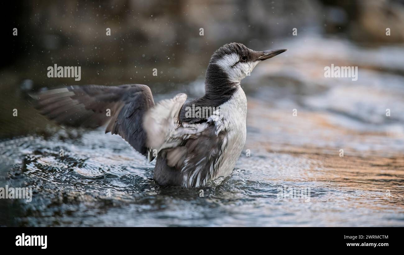 Eine gewöhnliche guillemot schlägt mit den Flügeln und erzeugt Spritzer im Wasser und fängt einen Moment der natürlichen Schönheit und Action ein Stockfoto