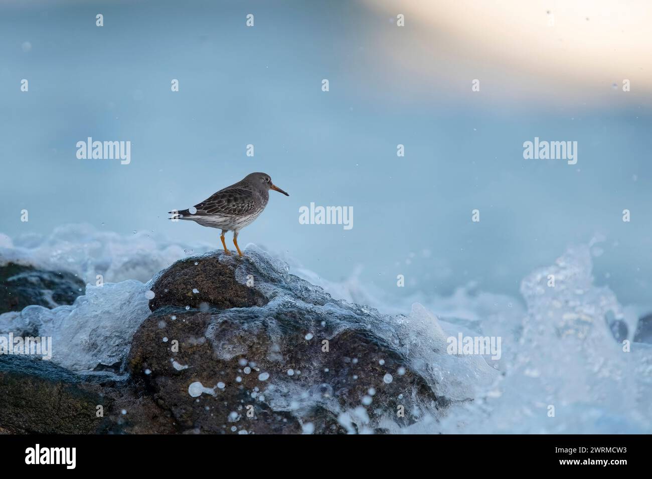Ein einsamer Sandpiper thront auf einem moosigen Felsen und überblickt den Ozean, während Wellen brechen und Nebel um ihn herum aufsteigt Stockfoto