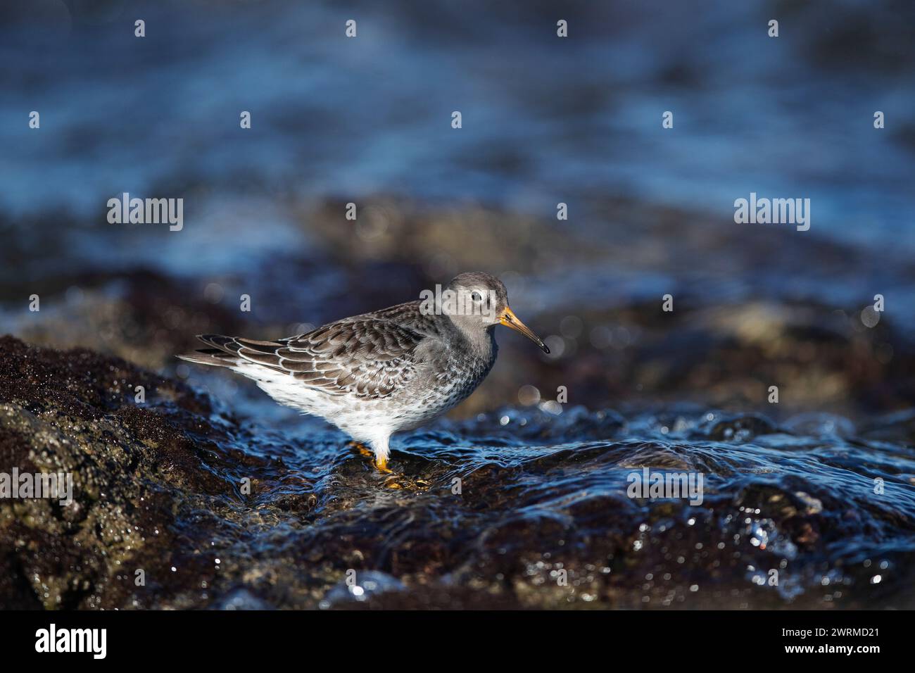 Nahaufnahme eines violetten Sandpipers, der an einer nassen, felsigen Küste steht und in seinem natürlichen Lebensraum nach Nahrung sucht Stockfoto