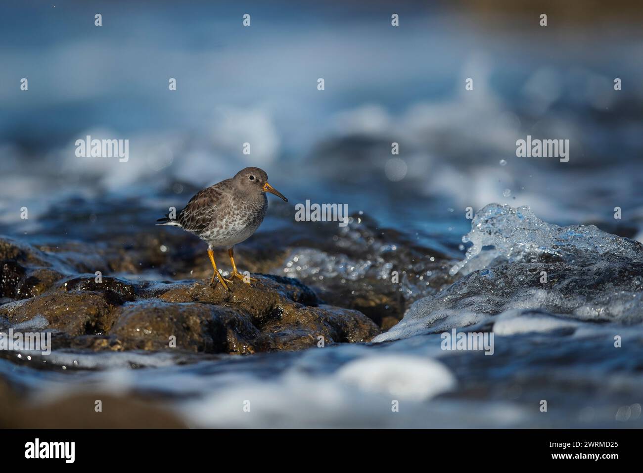 Eine friedliche Szene eines kleinen lila Sandpiper Vogels, der auf nassen Felsen inmitten sanfter, schaumiger Meereswellen unter weichem Licht steht Stockfoto