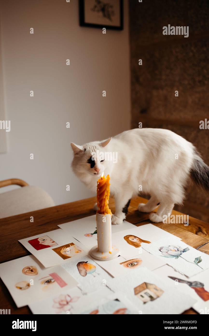Eine flauschige weiße Katze mit dunklen Markierungen schnüffelt an einer schmelzenden Kerze, umgeben von verstreuten Aquarellmalereien Stockfoto